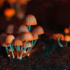 A Beginner’s Guide to Magic Mushrooms